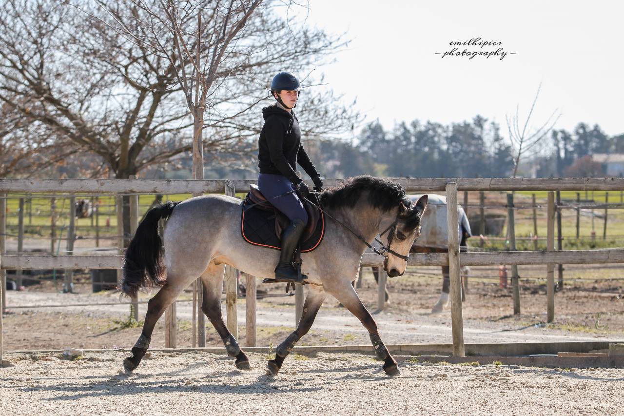 Gelding Connemara For loan 2010 Buckskin