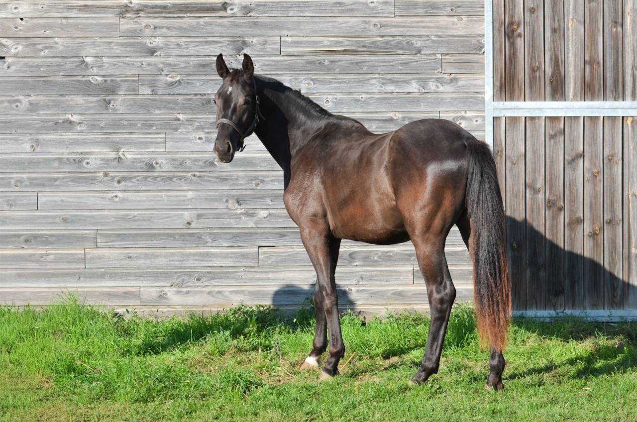 Gelding AES Anglo European Studbook For sale 2023 Black