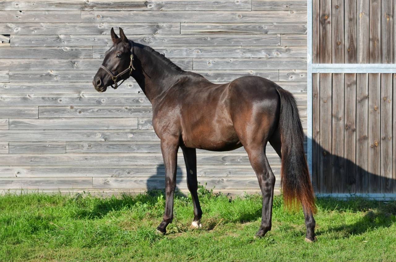 Gelding AES Anglo European Studbook For sale 2023 Black
