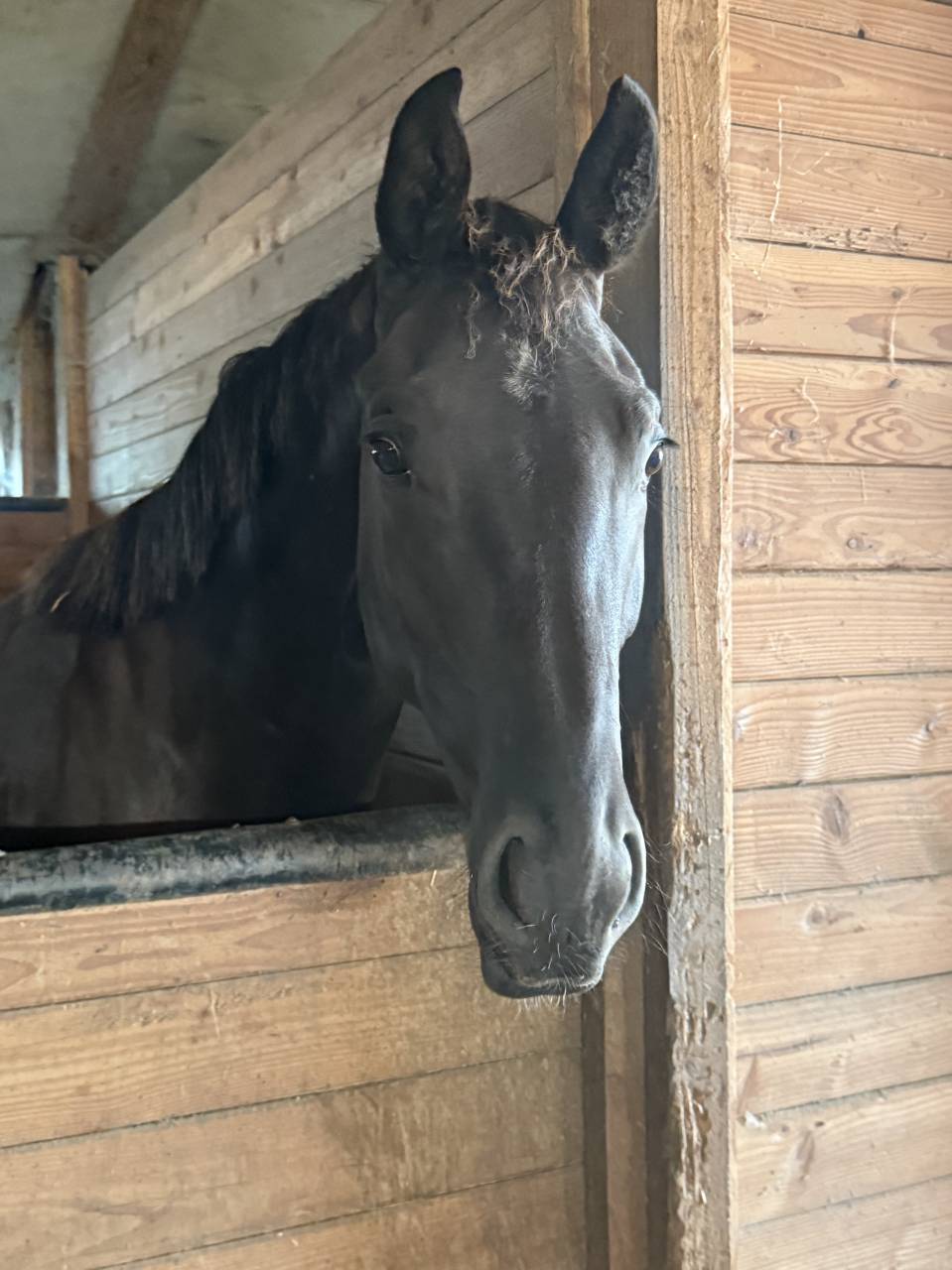 Gelding AES Anglo European Studbook For sale 2023 Black