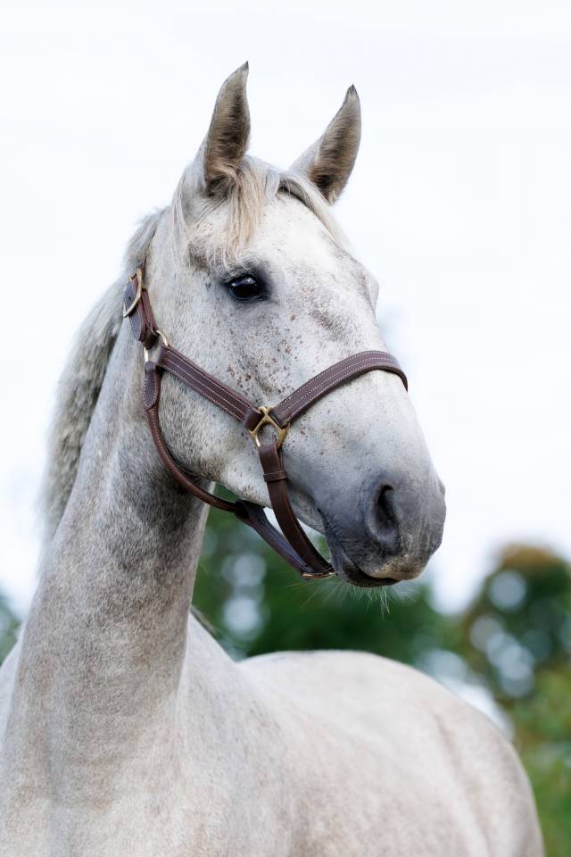 Mare Saddle Horse For sale 2020 Grey