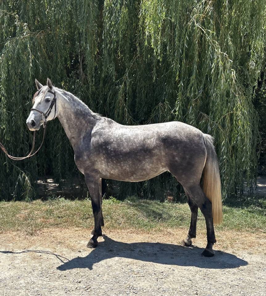 Mare Saddle Horse For sale 2020 Grey