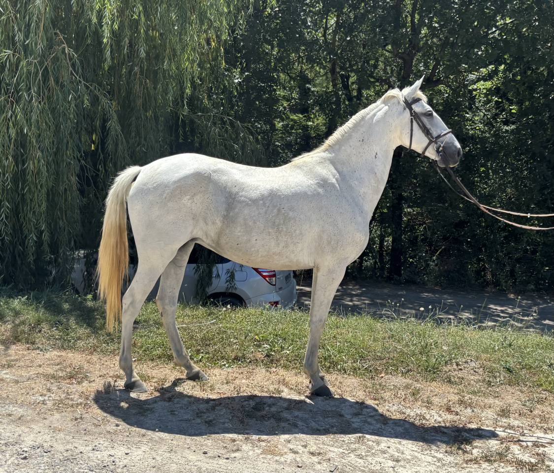 Mare Saddle Horse For sale 2020 Grey