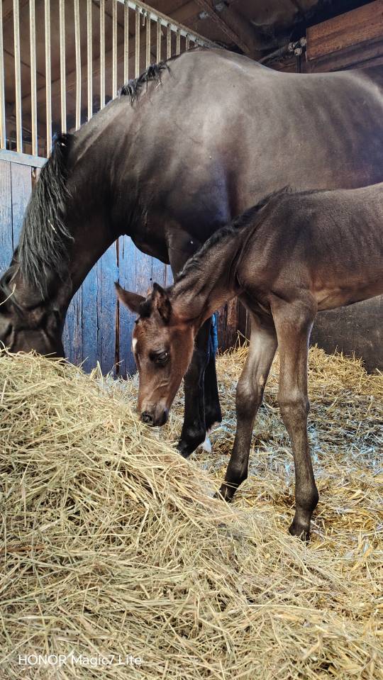 Filly Zangersheide For sale 2026 Dark Bay