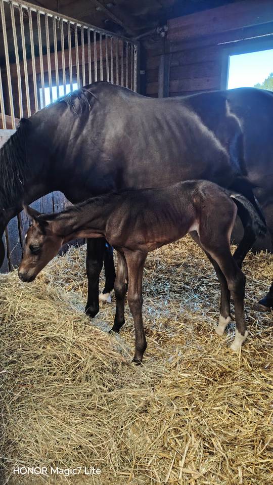 Filly Zangersheide For sale 2026 Dark Bay