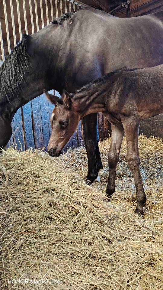 Filly Zangersheide For sale 2026 Dark Bay