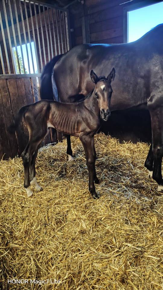 Filly Zangersheide For sale 2026 Dark Bay