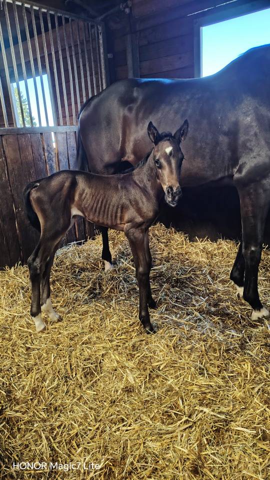 Filly Zangersheide For sale 2026 Dark Bay