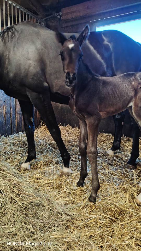 Filly Zangersheide For sale 2026 Dark Bay