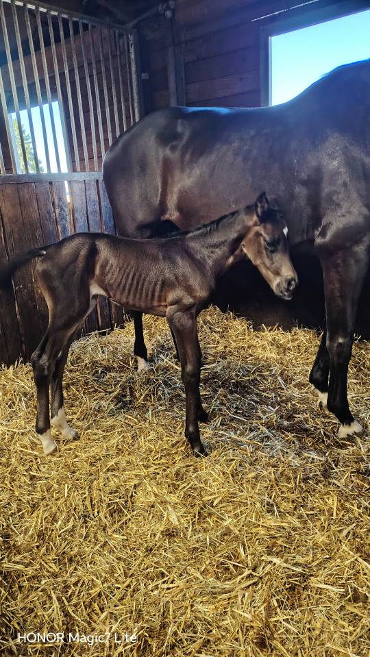 Filly Zangersheide For sale 2026 Dark Bay