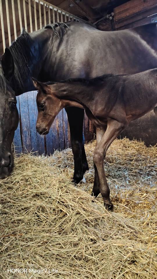 Filly Zangersheide For sale 2026 Dark Bay