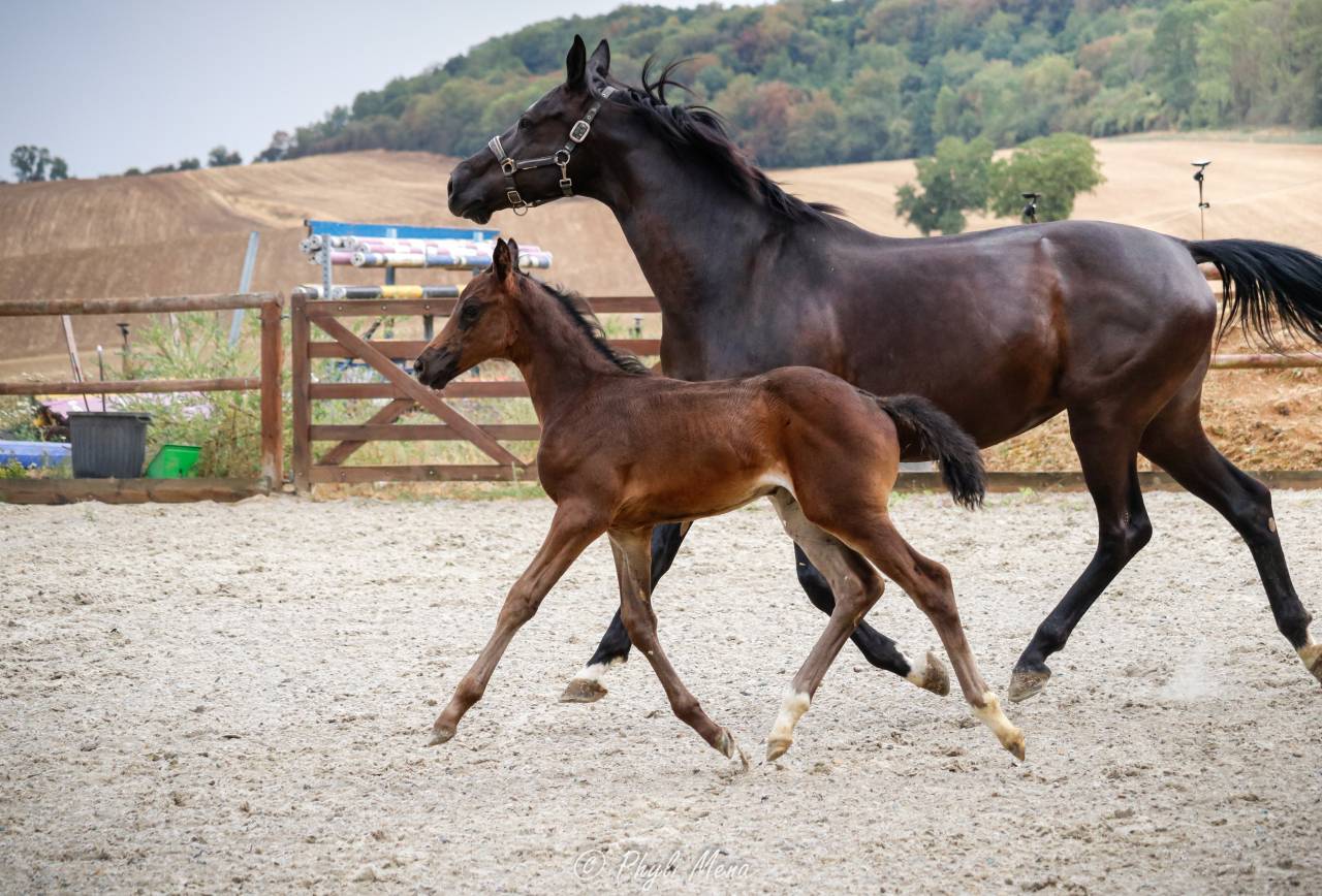 Filly Zangersheide For sale 2026 Dark Bay