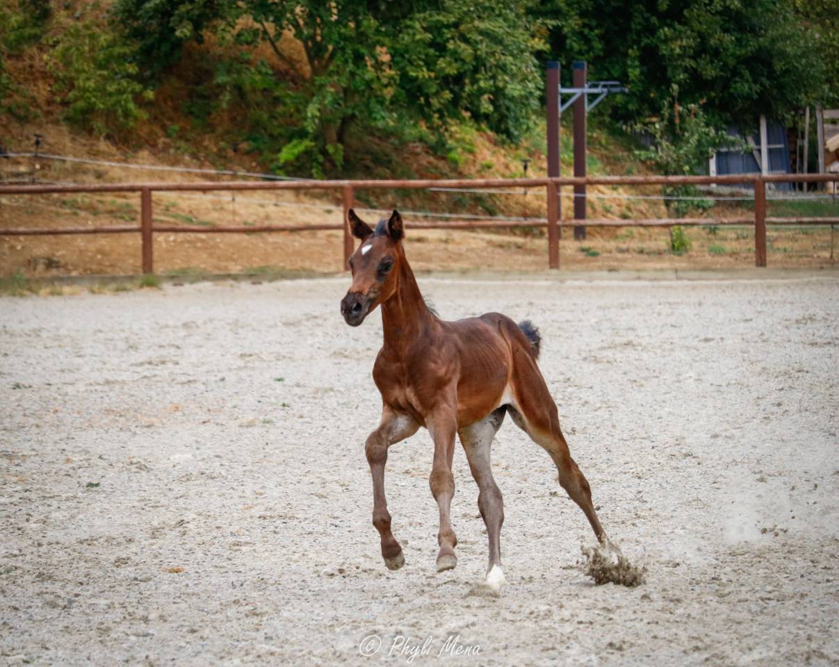 Filly Zangersheide For sale 2026 Dark Bay