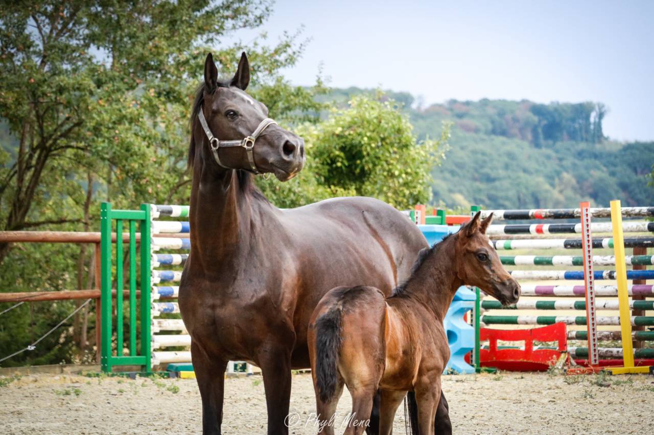 Filly Zangersheide For sale 2026 Dark Bay