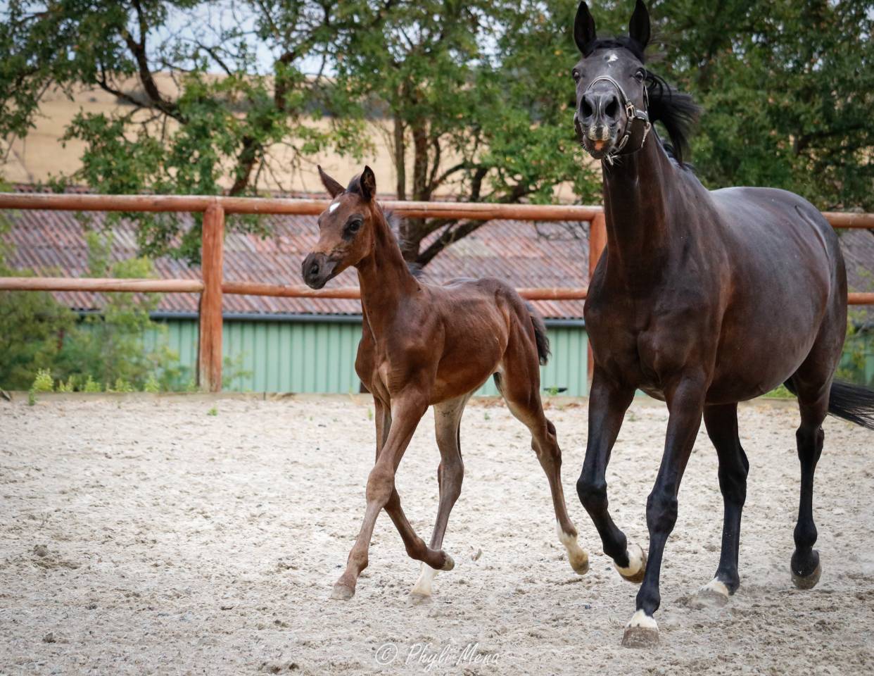 Filly Zangersheide For sale 2026 Dark Bay