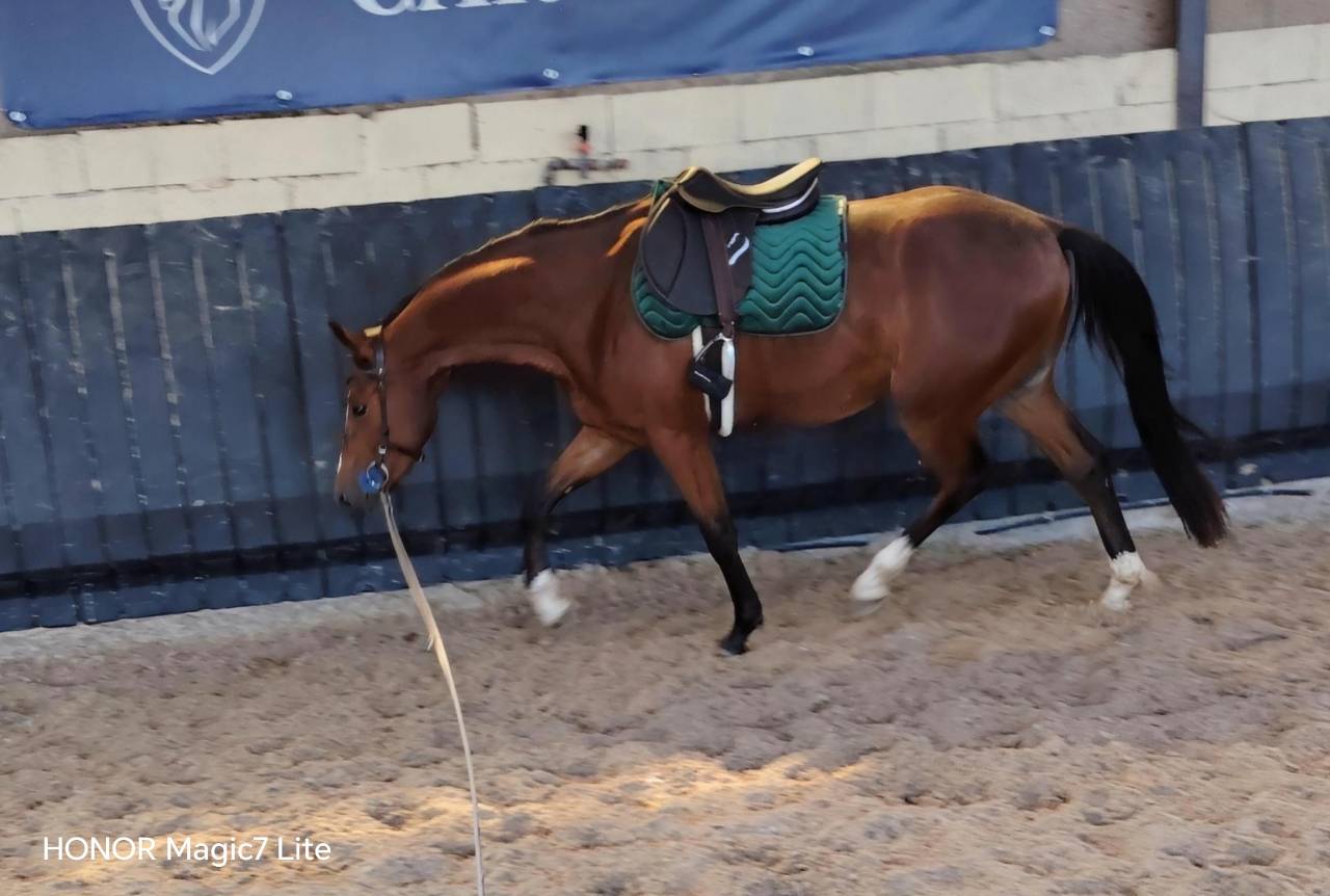 Gelding Selle Fran&ccedil;ais For sale 2023 Dark Bay