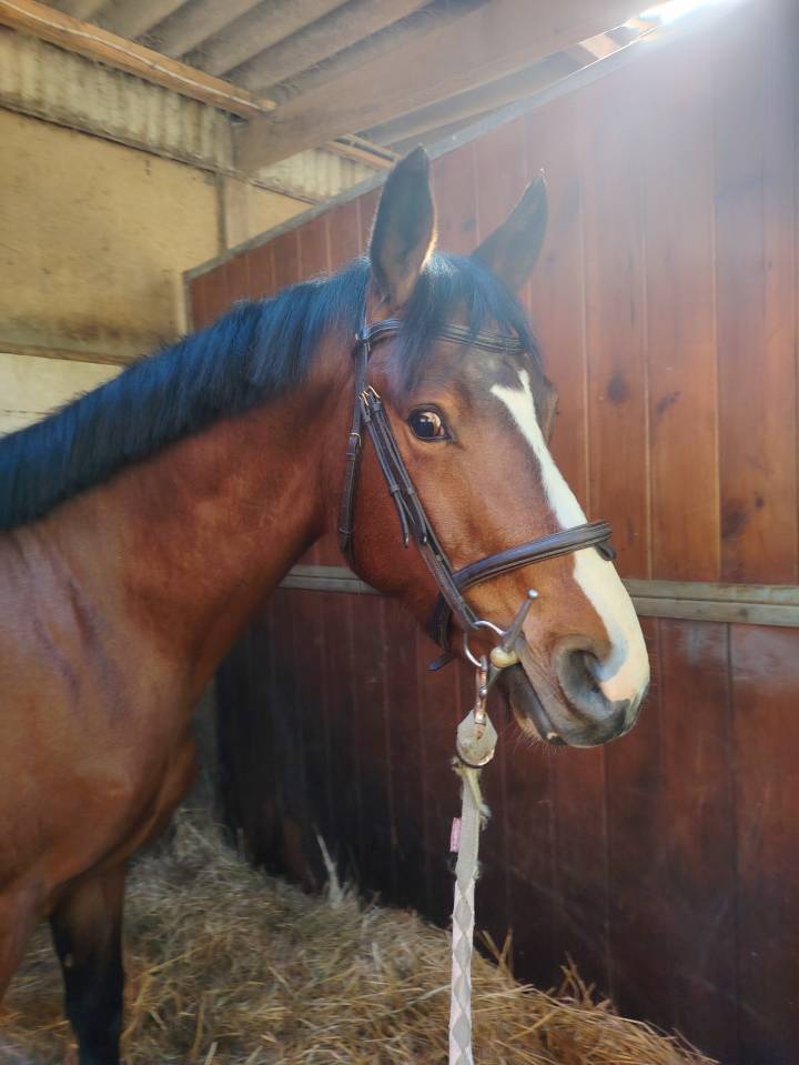 Gelding Selle Fran&ccedil;ais For sale 2023 Dark Bay