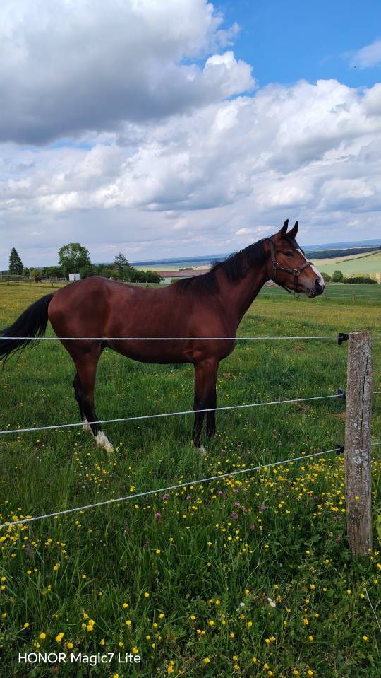 Gelding Selle Fran&ccedil;ais For sale 2023 Dark Bay