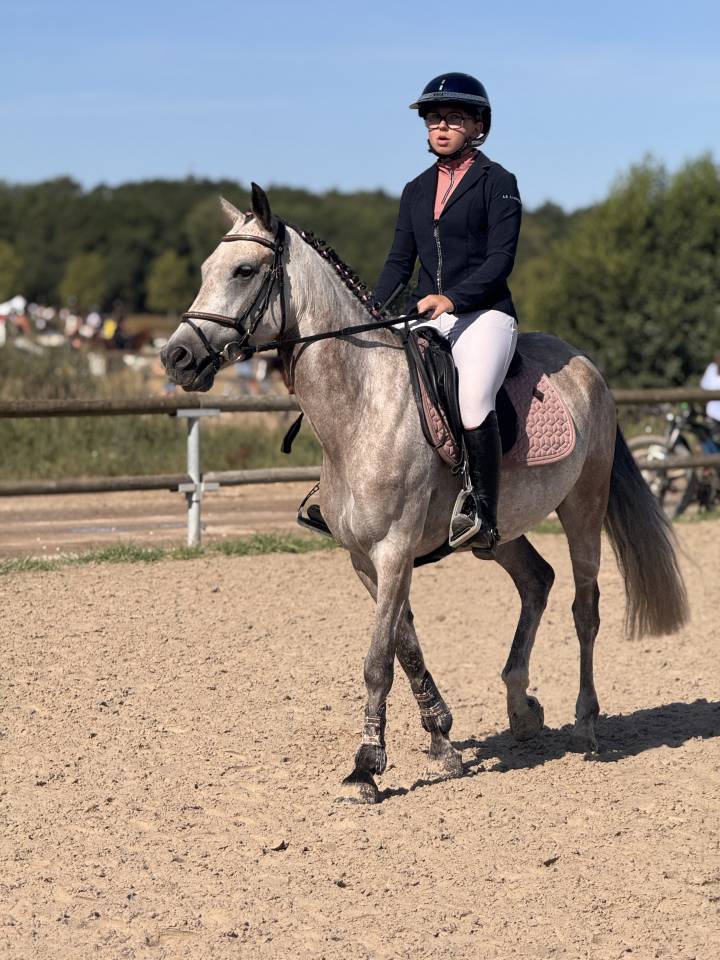 Mare French Saddle Pony For sale 2019 Bay