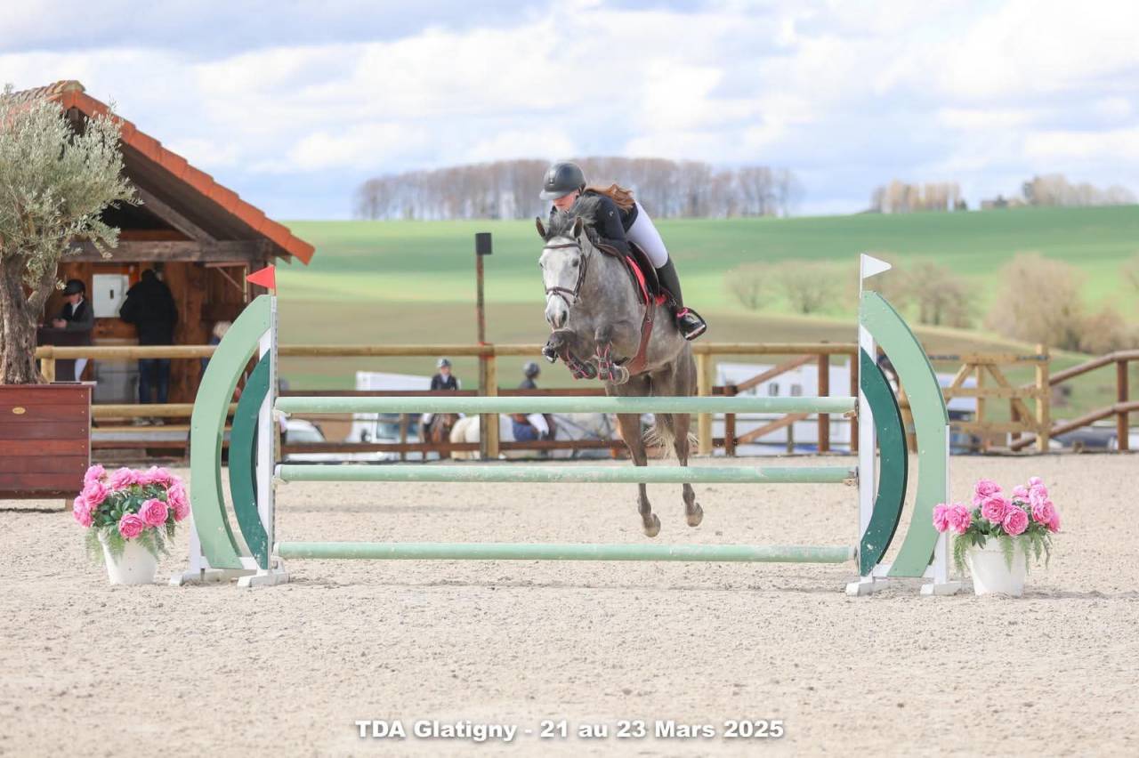 Gelding Connemara For sale 2019 Grey