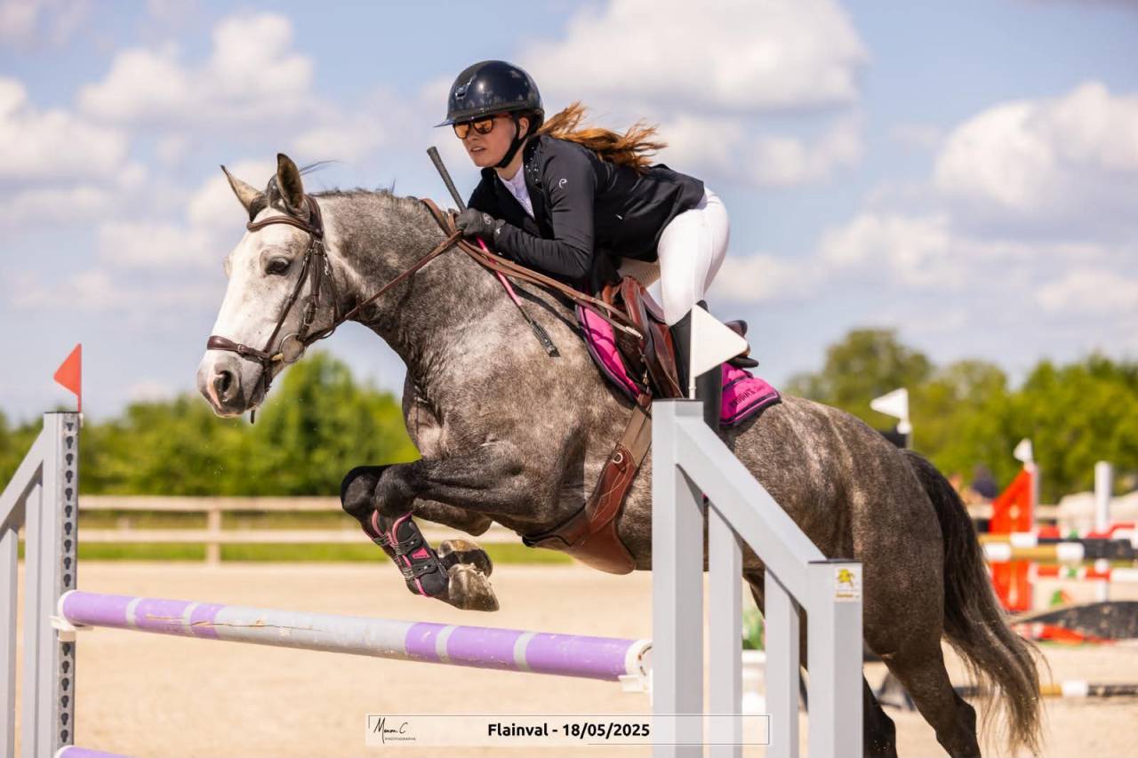 Gelding Connemara For sale 2019 Grey
