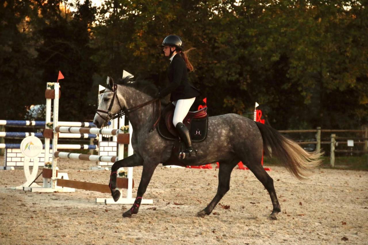 Gelding Connemara For sale 2019 Grey