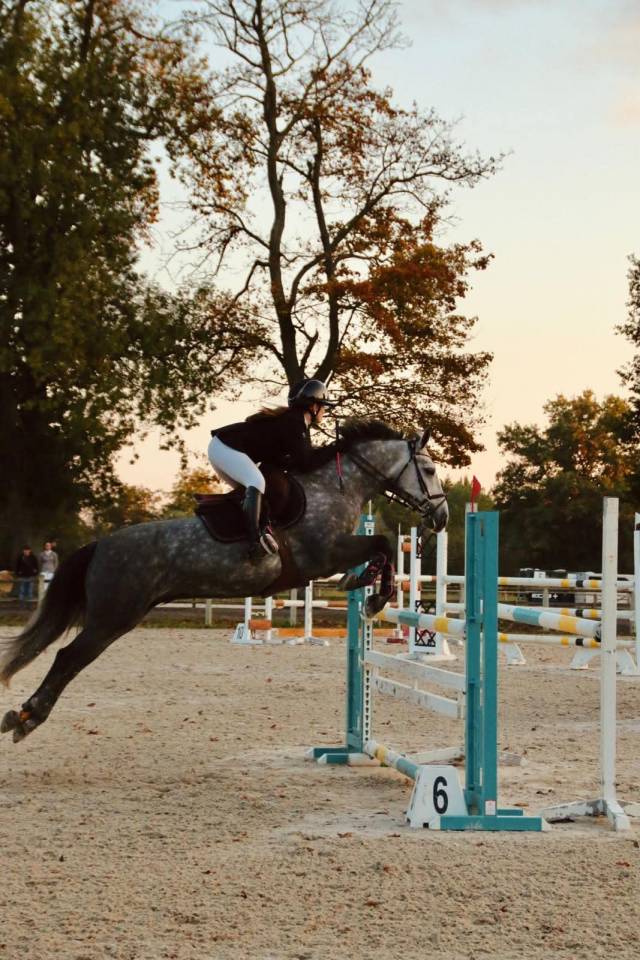Gelding Connemara For sale 2019 Grey