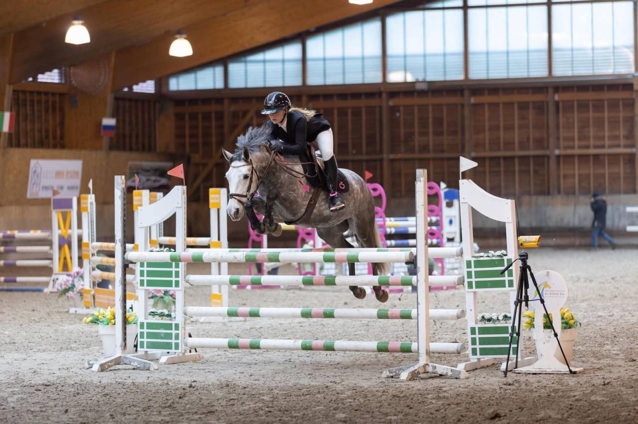 Gelding Connemara For sale 2019 Grey