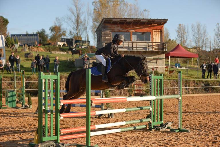 Gelding French Saddle Pony For sale 2016 Bay