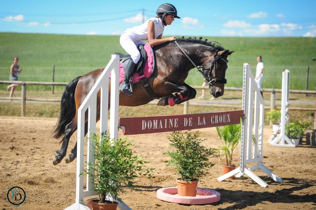 Gelding French Saddle Pony For sale 2016 Bay