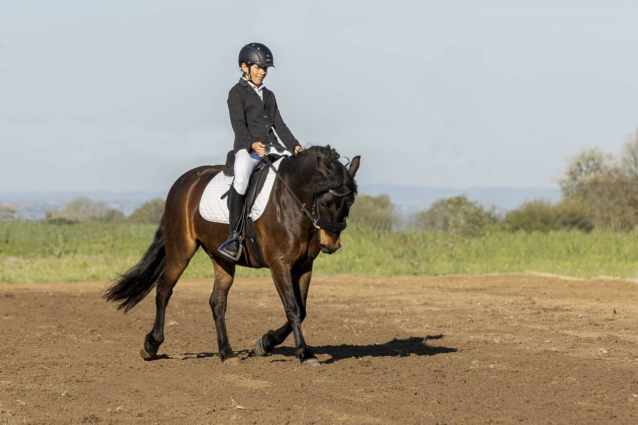 Gelding French Saddle Pony For sale 2016 Bay
