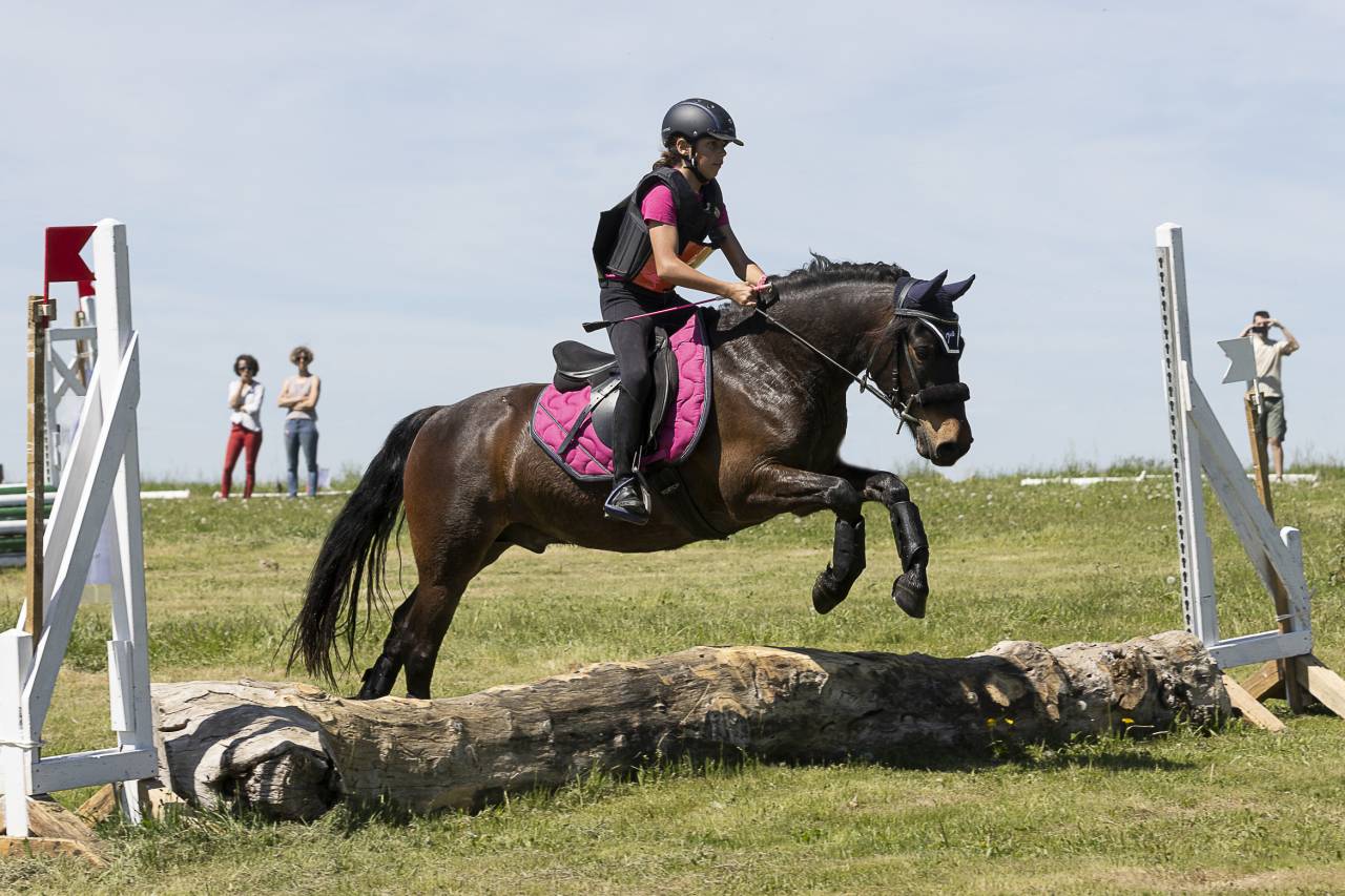 Gelding French Saddle Pony For sale 2016 Bay