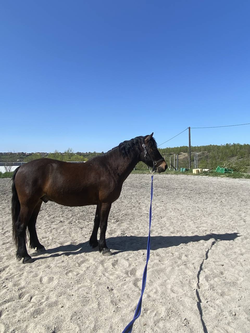 Gelding French Saddle Pony For sale 2016 Bay