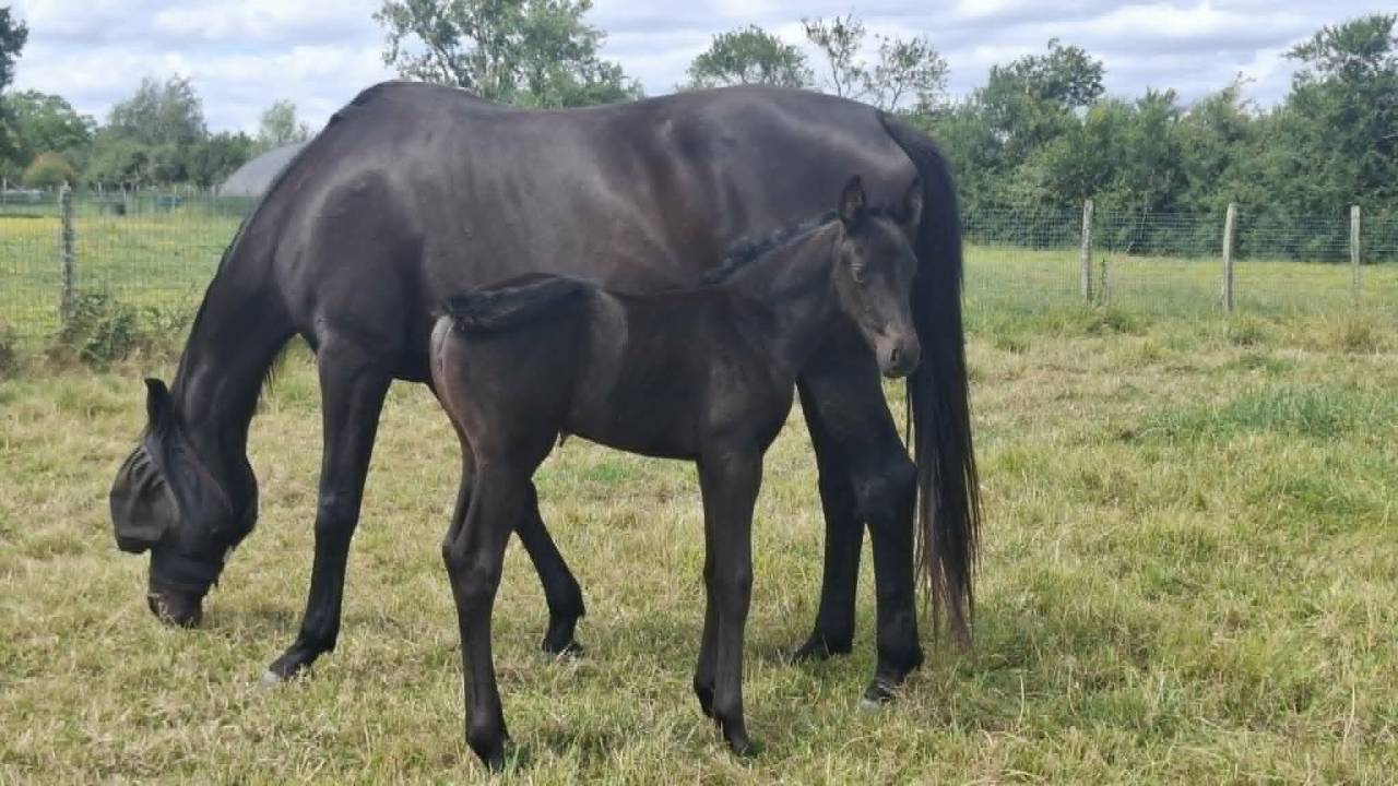 Broodmare Oldenburg For sale 2008 Black