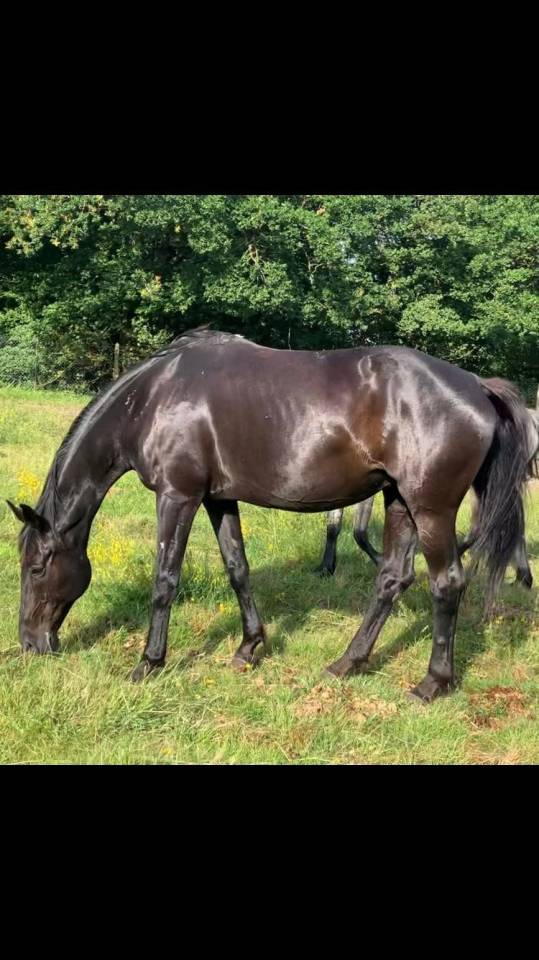 Broodmare Oldenburg For sale 2008 Black