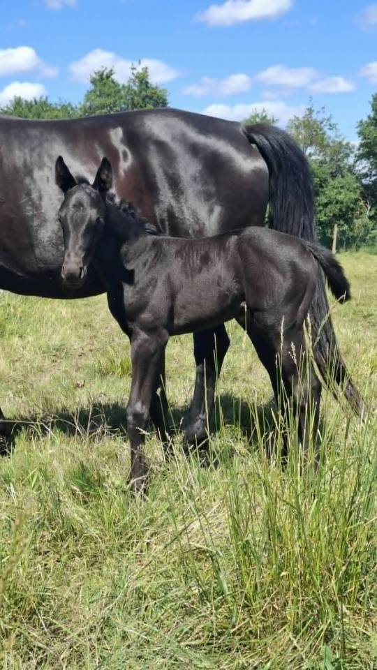 Broodmare Oldenburg For sale 2008 Black