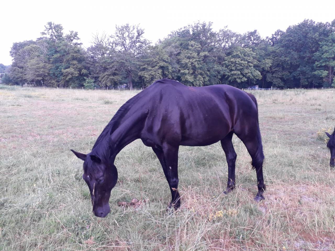 Broodmare Oldenburg For sale 2008 Black