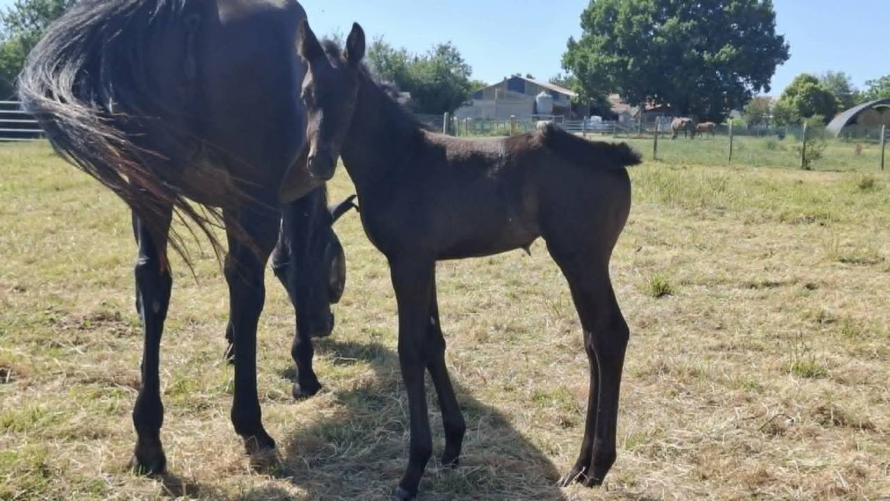 Broodmare Oldenburg For sale 2008 Black