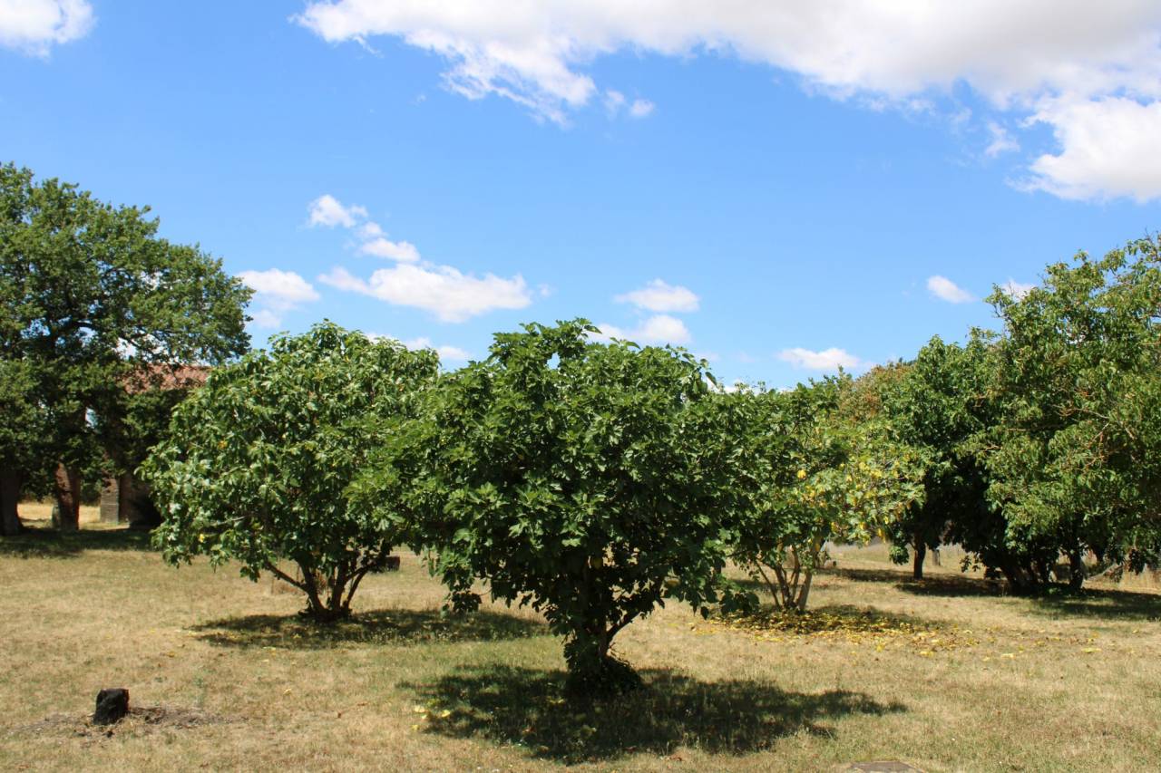 Equestrian property  Haute-Garonne