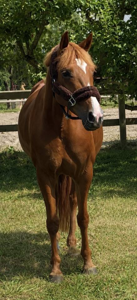 Mare French Saddle Pony For sale 2016 Chesnut