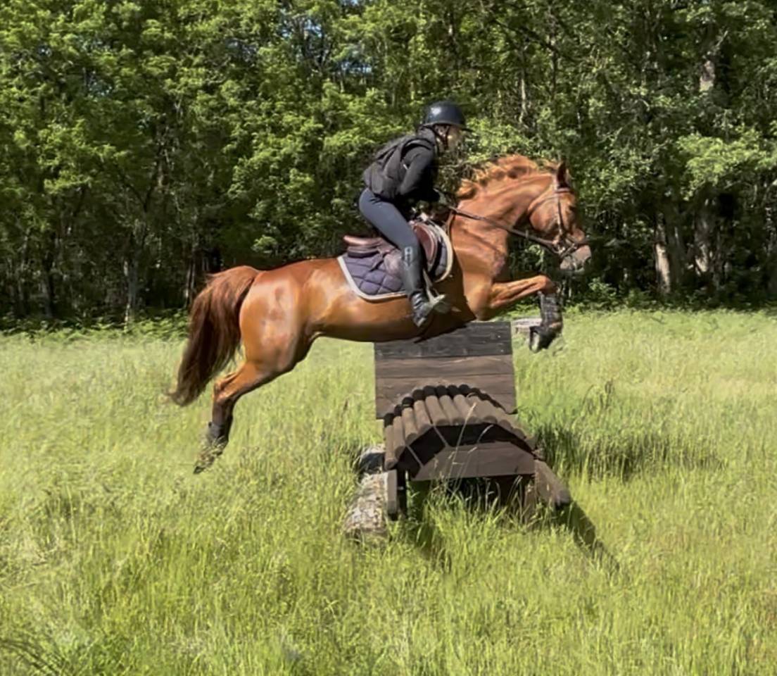 Mare French Saddle Pony For sale 2016 Chesnut