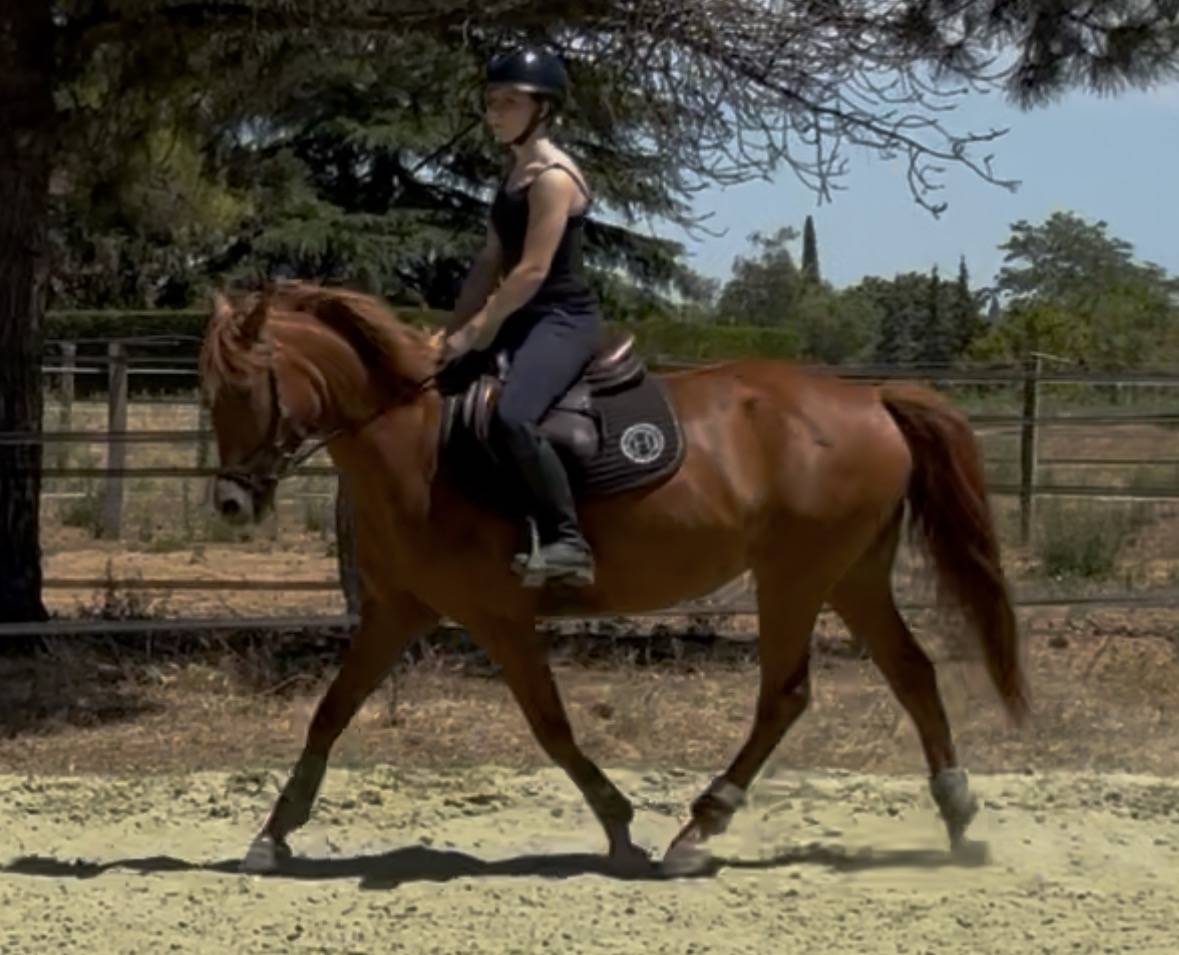Mare French Saddle Pony For sale 2016 Chesnut