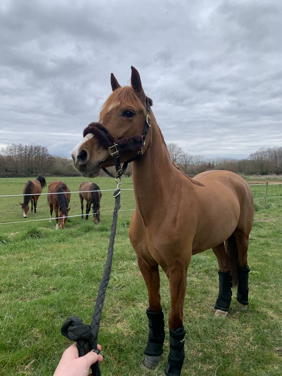 Mare French Saddle Pony For sale 2016 Chesnut