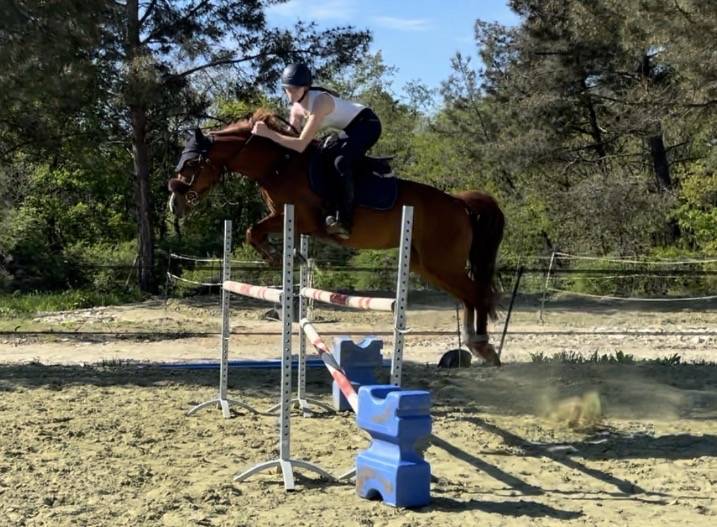 Mare French Saddle Pony For sale 2016 Chesnut