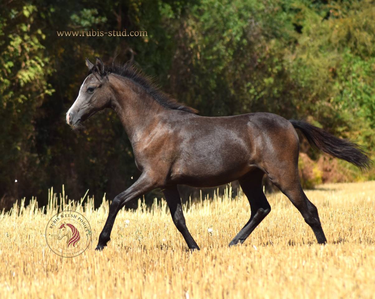 Filly Welsh Pony (Section B) For sale 2026 Grey