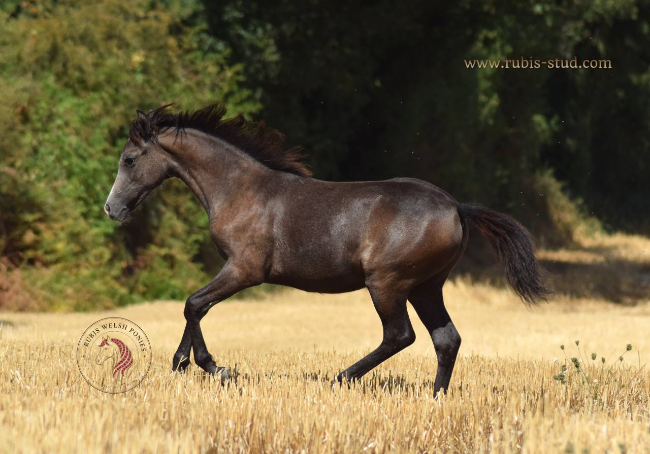 Filly Welsh Pony (Section B) For sale 2026 Grey
