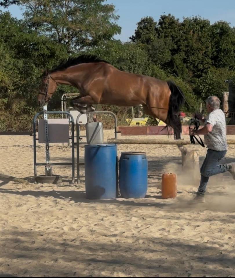 Gelding Selle Fran&ccedil;ais For sale 2018 Bay