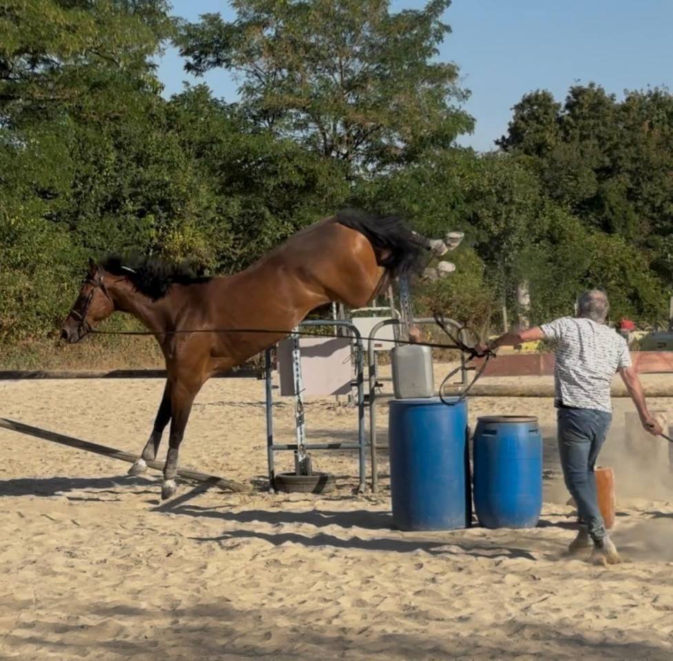 Gelding Selle Fran&ccedil;ais For sale 2018 Bay