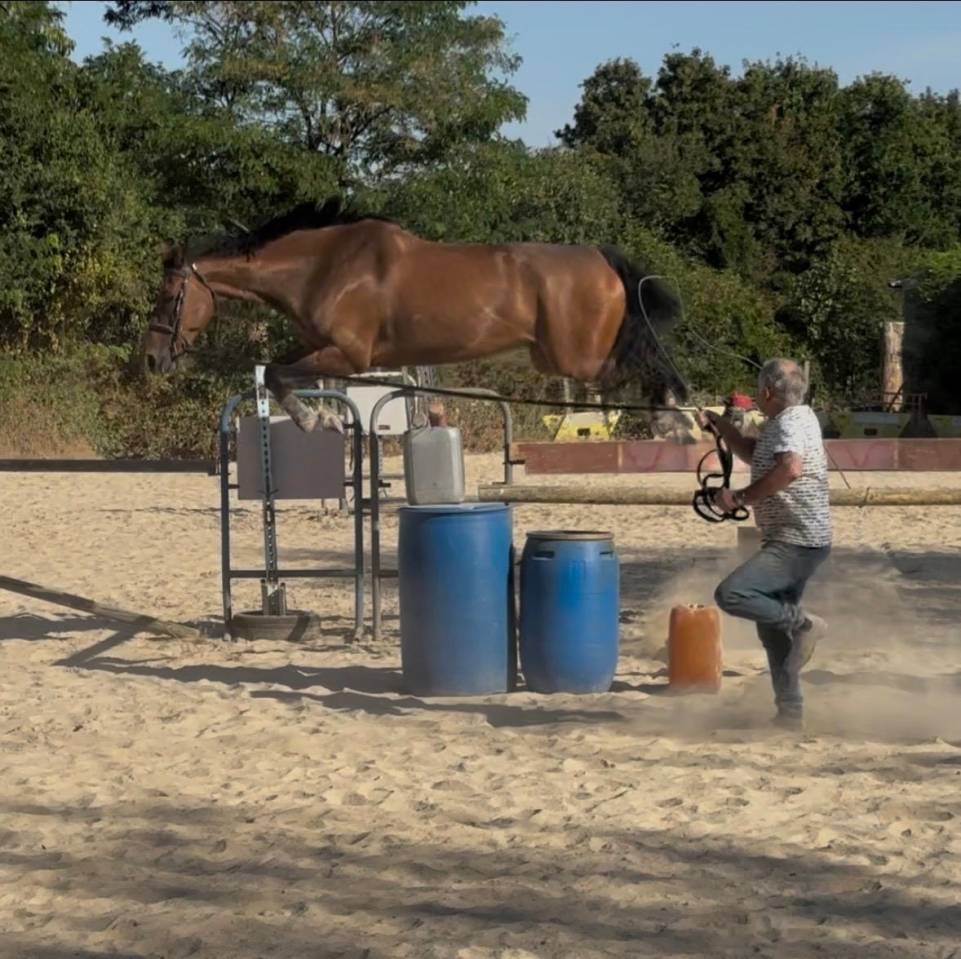 Gelding Selle Fran&ccedil;ais For sale 2018 Bay