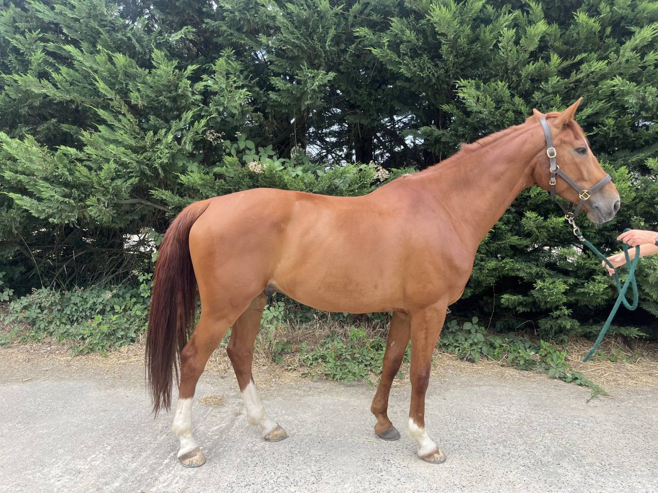 Gelding Selle Fran&ccedil;ais For sale 2020 Chesnut